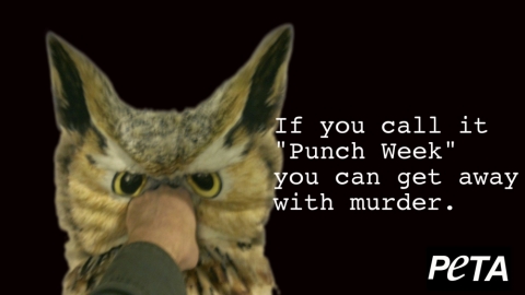 An owl getting punched.