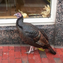 Harvard turkey