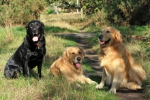 three dogs